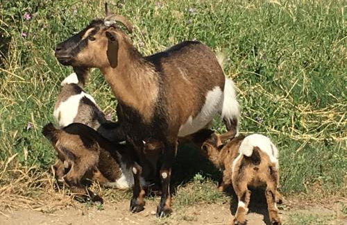 Agriturismo Terre di Musignano - Foto 26