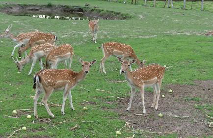 Apartament Topczewo - Foto 45