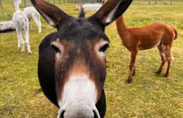 The Cow 'ouse, Wolds Way Holiday Cottages, 1 bed cottage - Foto 12