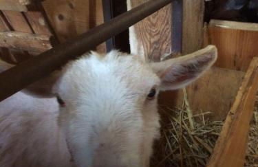 Ferienwohnung Himmelblau auf dem Ferien + Bauernhof Nielson in Bisdorf in Inselmitte - Foto 15