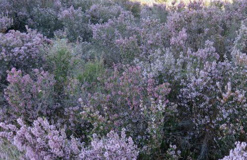 Spacious Villa close to an amazing Sithonia beach - Foto 30