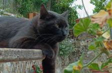 CASA ORNETO - Foto 54