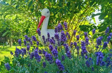 Agroturystyka u Strażaka - Foto 11