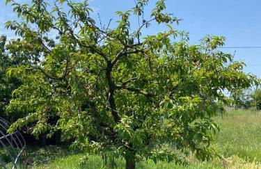 Villa Monferrina - Pool - Unesco Heritage - Photo 40