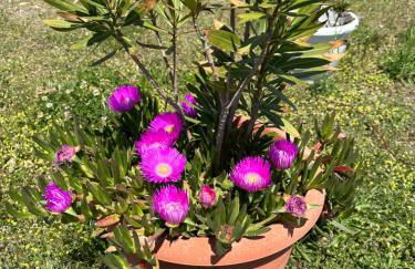 Samothraki - sea, mountain, quiet - Foto 30