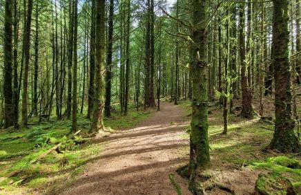 Nordlys Cottage - Foto 67