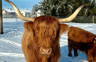 Schorsch's Ferienhaus - Foto 44