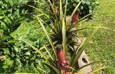 Casa de Campo & Home Office - Itapecerica da Serra , perto do Embu das Artes - Photo 24