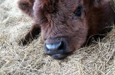 Auszeit zwischen Fellnasen - Foto 30