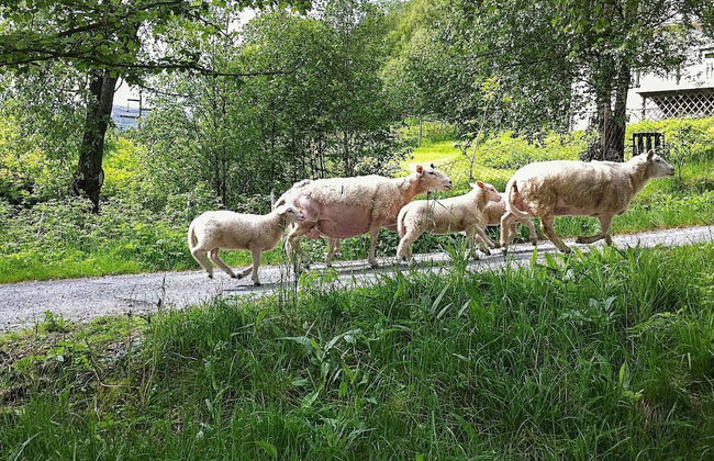 12 Person Holiday Home in Etne - Foto 29