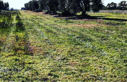 Agriturismo Podernuovo - Foto 23