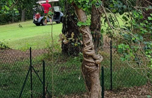 Les Chalets du Golf de Biscarrosse - Photo 30