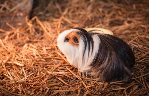 2 Bed in Whitwell oc-o33499 - Foto 25