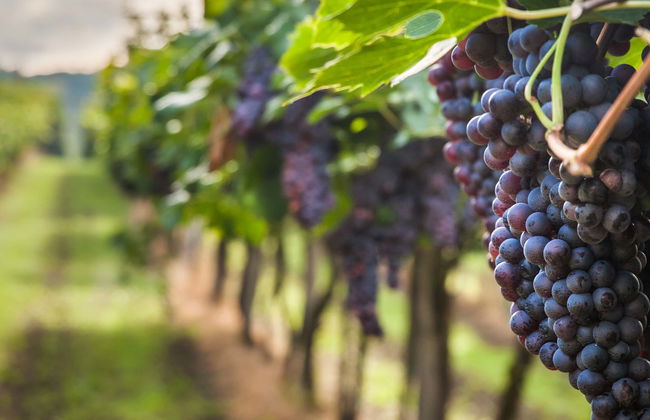 Bélesta Vineyards Hiking Activity - Photo 1