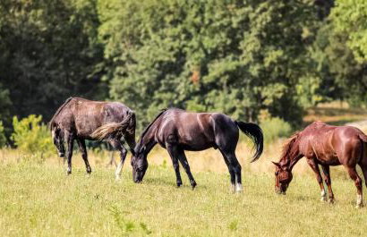 SEDRA Holiday Resort-Adults Only-Bed & Breakfast - Foto 6