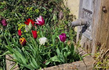 Cherry Orchard Retreat - Photo 4