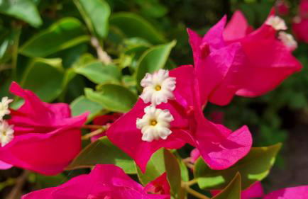 Casa Cuba in Little Havana, Brickell, Calle 8 and 10 minutes to the Beach FREE PARKING - Foto 49