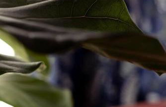 The Peacock - Artsy East Hill Getaway - Foto 12