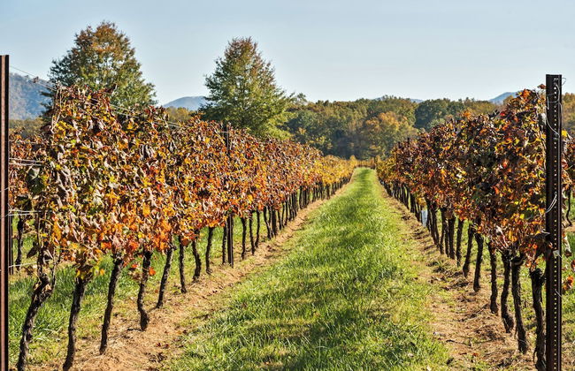 Afton Mountain Vineyards - Foto 15