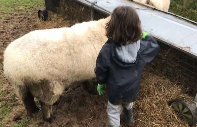 Y Twlc Mochyn - Ecofriendly - Farm Animals - Foto 9