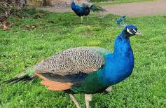 Ferien im Gartenrausch - Gönn Dir eine Auszeit im Herzen von Wörlitz - Foto 49
