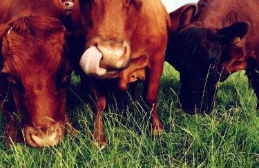 Entire flat 2 to 4 pers 1 bed 1 bath disabled access for limited disability - Foto 19