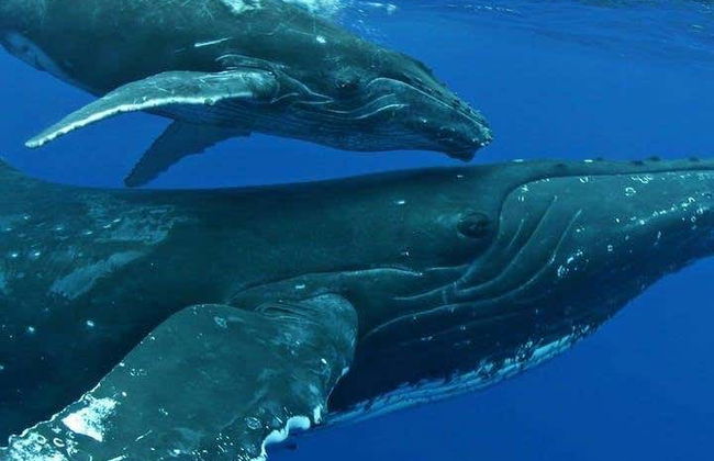 Humpback Whale Watching in Kailua-Kona - Foto 6