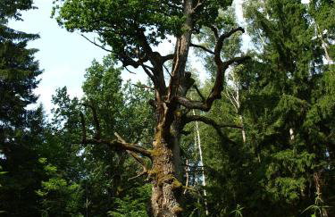 Kwiatowa Zagroda - Foto 11