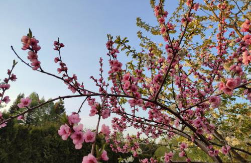 Domek Zofiówka dostęp na kod - Foto 29