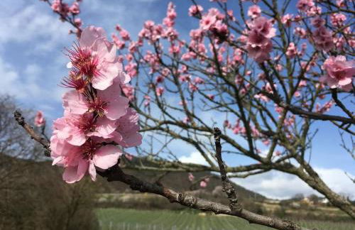 Unter den Reben - Foto 19