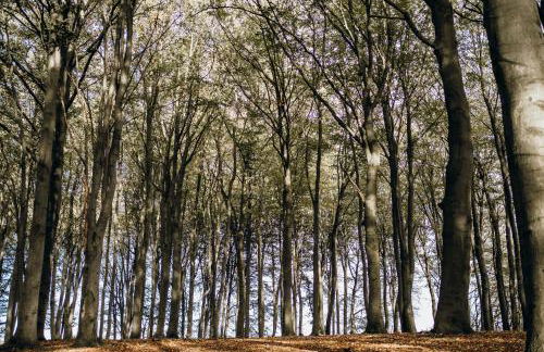 Bünkemühler Kuhliebe - Foto 25