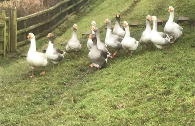 The Shepherds Hut at Hafoty Boeth - Foto 15