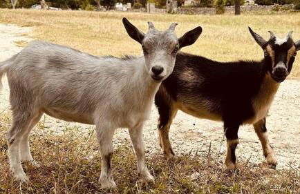 Kingsby Cottage - 1 Bedroom w Mountain views - Foto 43