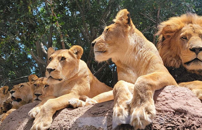 Excursion au parc zoologique Africam Safari - Photo 1