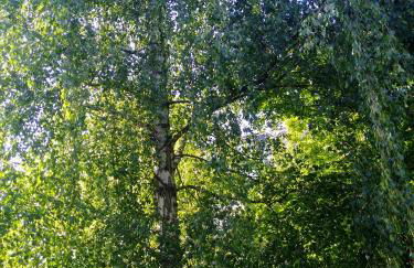 Alster City Garden Villa - Foto 25