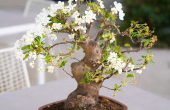 Boutique Hotel Villa Monty Banks - Foto 10