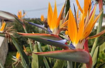 Kyrios Arts Atelier with use of private swimming pool - Foto 8