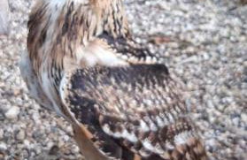 Owlhoot Annexe - Foto 14