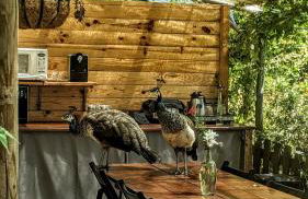 Verde Água Agroturismo e Agricultura Biológica - Foto 9