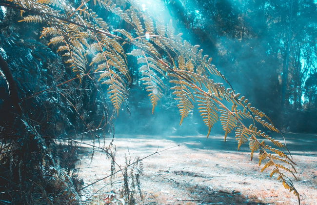 Woodlands Rainforest Retreat - Foto 26