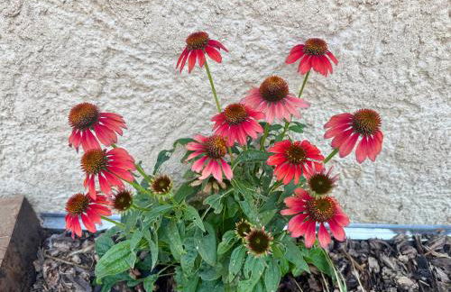 Les Rives des Montagnes - Photo 18