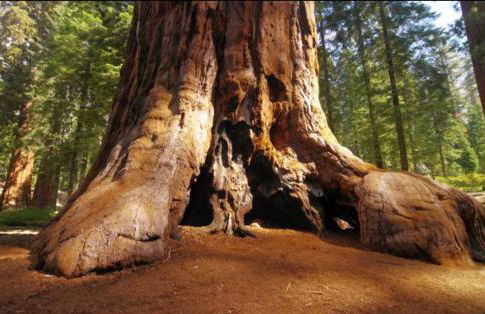 Creekside Cabin - Pup-Friendly with AC - Foto 69