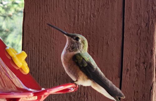Cozy Mountain Home with Great Views, Deck & WiFi - Photo 48