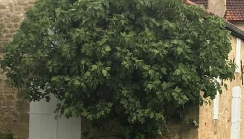 Mas du figuier Occitanie - Maison de maitre - Foto 3