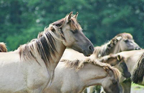 Komfortabler Bungalow, Husen 15 , 2 bis 4 Personen, Europa-Feriendorf - Foto 29