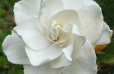 Quinta da Carlota - Photo 11