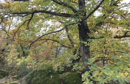 Casa Rural Finca De Musgo - Foto 44