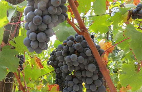 Ancient estate "Il Trignano" - Foto 31