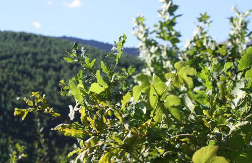 Retiro Da Arminda - Foto 36