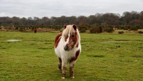 Stable Cottage - Foto 4